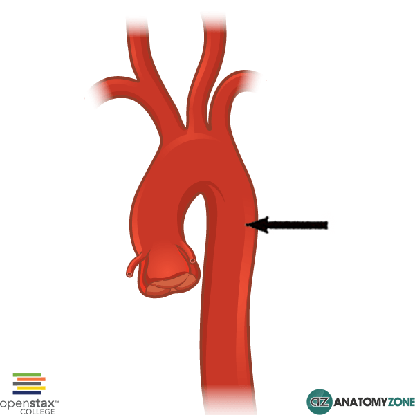 Descending Aorta - AnatomyZone