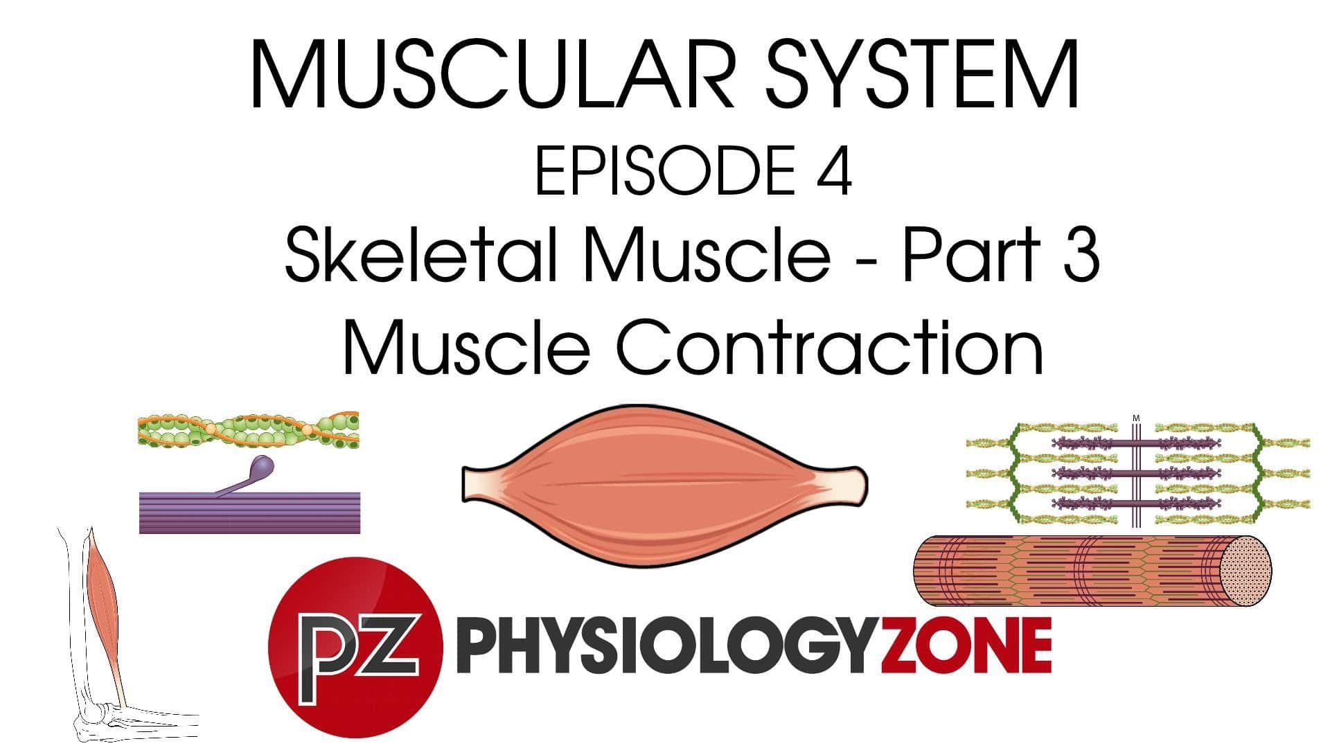 Episode 4 Muscle Contraction • Muscular, Musculoskeletal