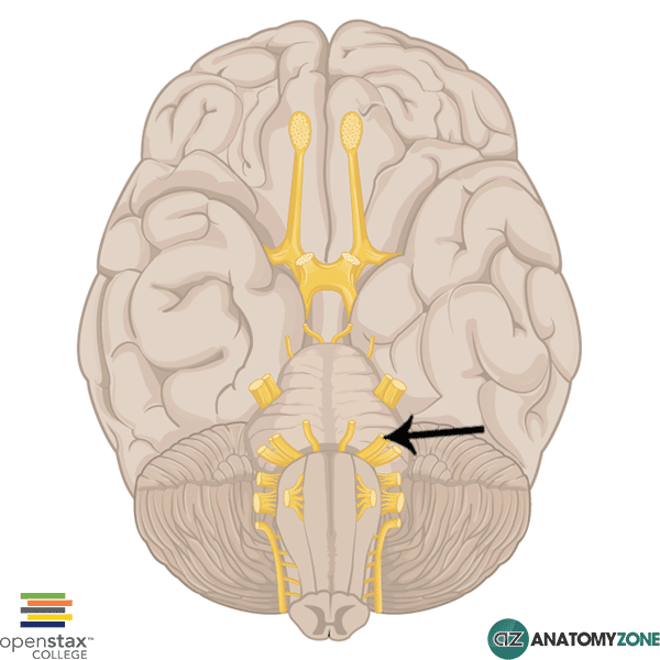 Facial Nerve • Nervous System • AnatomyZone