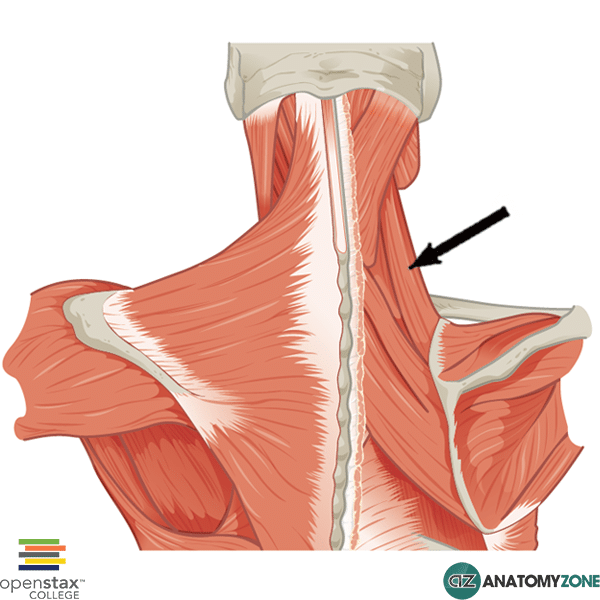 Levator Scapulae • Muscular, Musculoskeletal • AnatomyZone