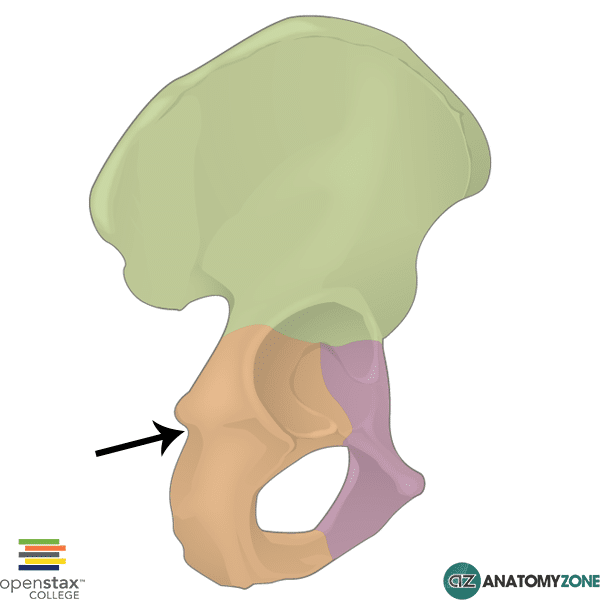 Lesser Sciatic Notch • Musculoskeletal • AnatomyZone