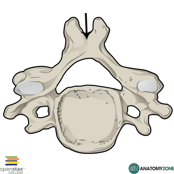 Spinous Process of Vertebra • Musculoskeletal, Skeletal • AnatomyZone