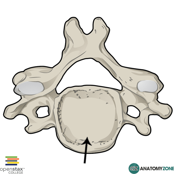 Vertebral Body AnatomyZone