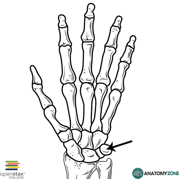 Pisiform Bone • Musculoskeletal, Skeletal • AnatomyZone