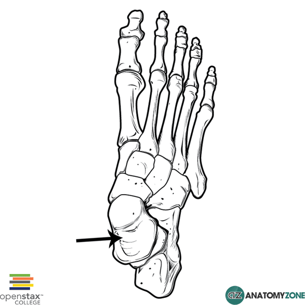 Talus • Musculoskeletal, Skeletal • AnatomyZone