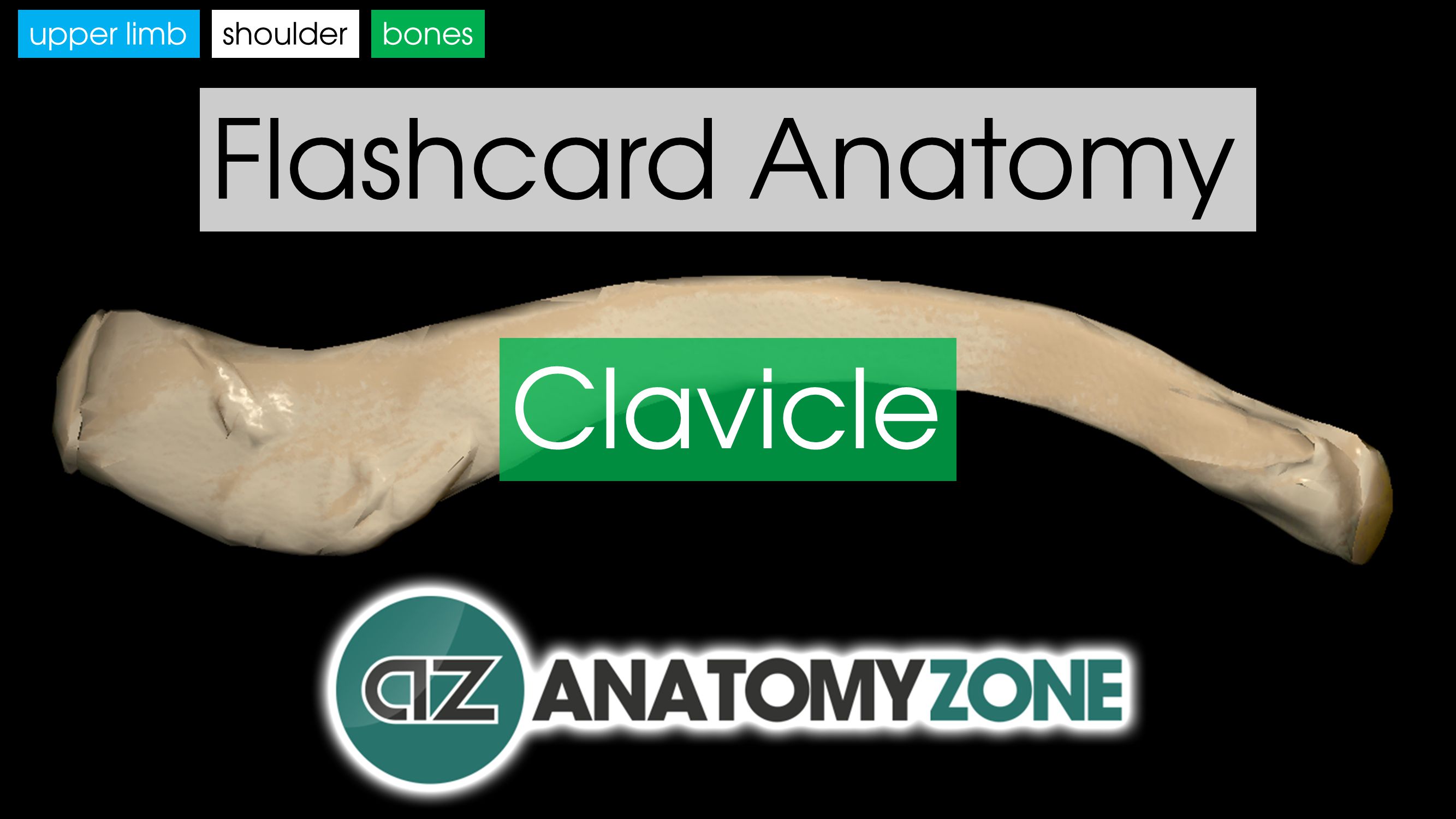Clavicle AnatomyZone
