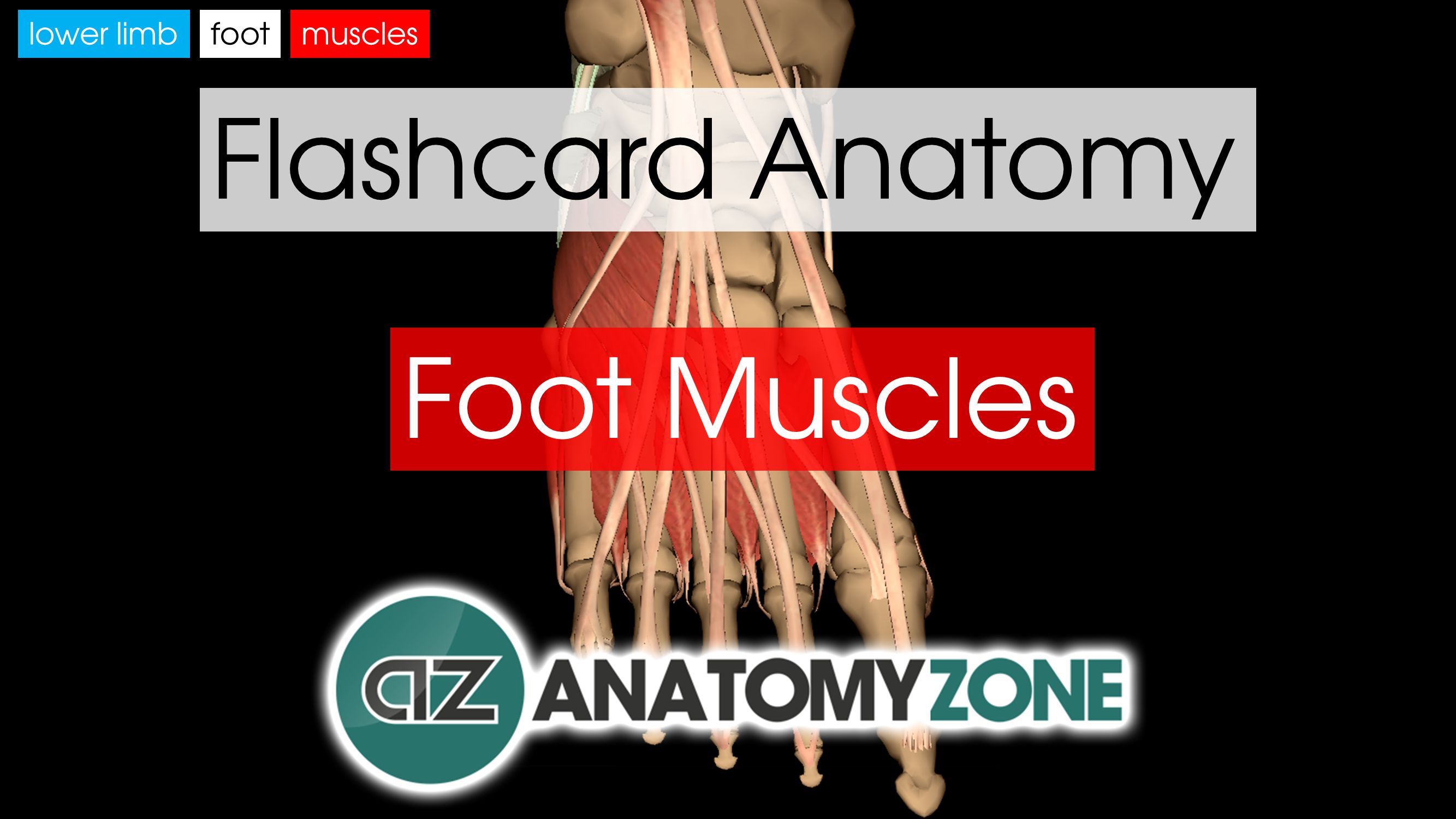 Foot Muscles AnatomyZone