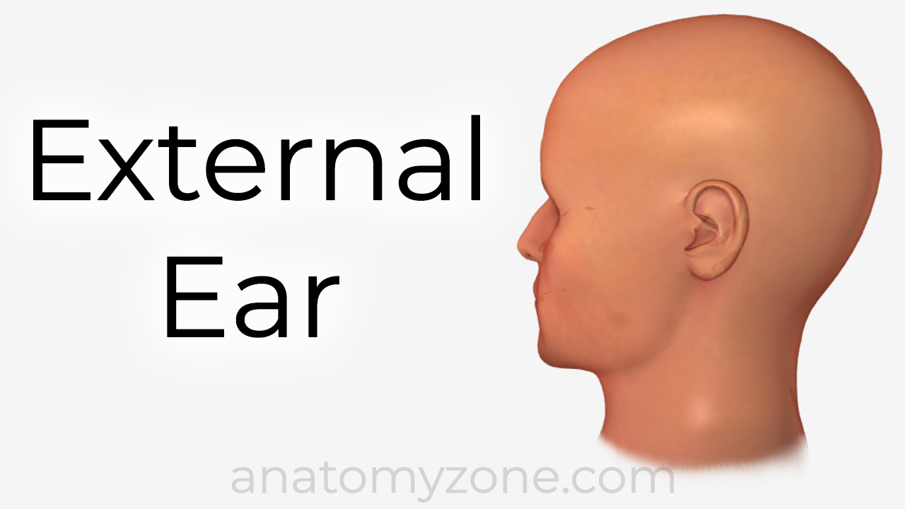 Behind Ear Anatomy