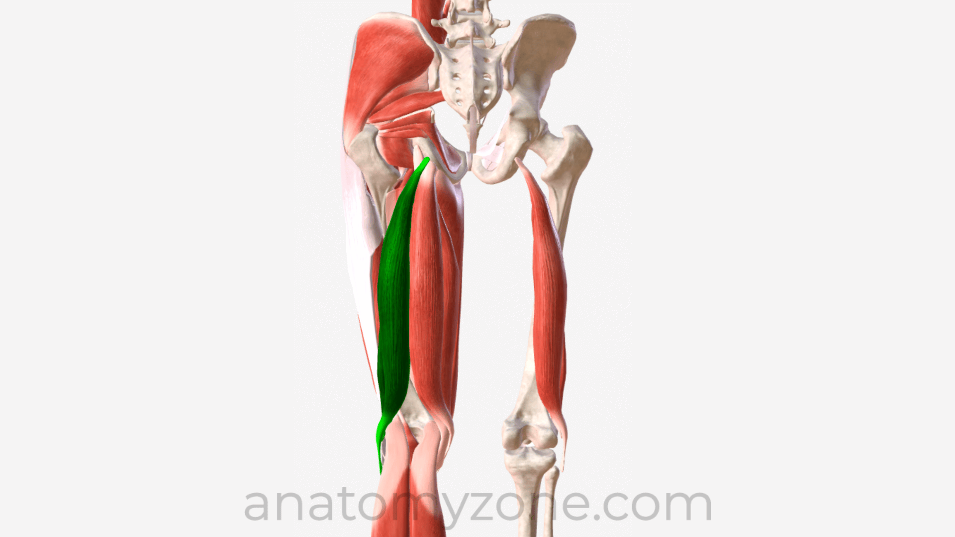 Biceps Femoris Origin, Insertion, Action, 3D Model AnatomyZone