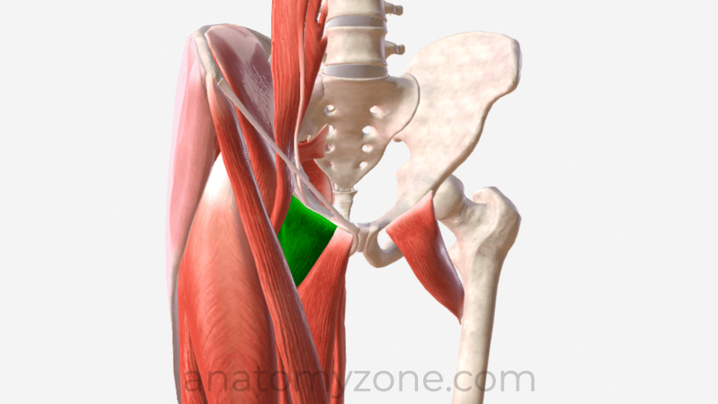 Thigh 3D Interactive Anatomy Tutorials