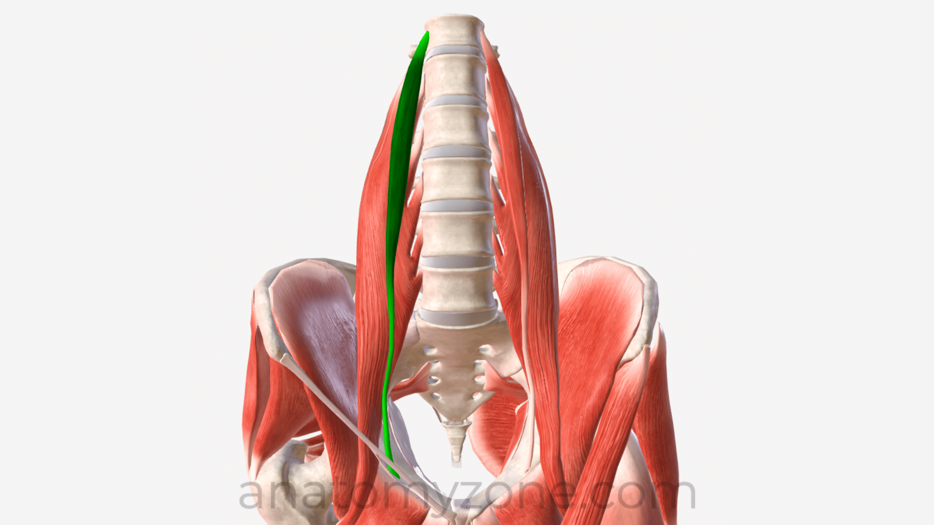 Psoas Minor Origin, Insertion, Action, 3D Model AnatomyZone