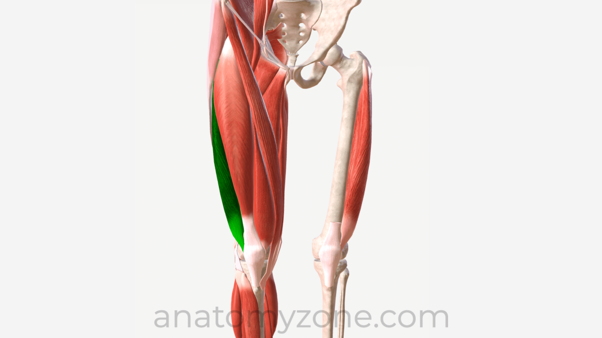 Vastus Lateralis Origin, Insertion, Action, 3D Model AnatomyZone