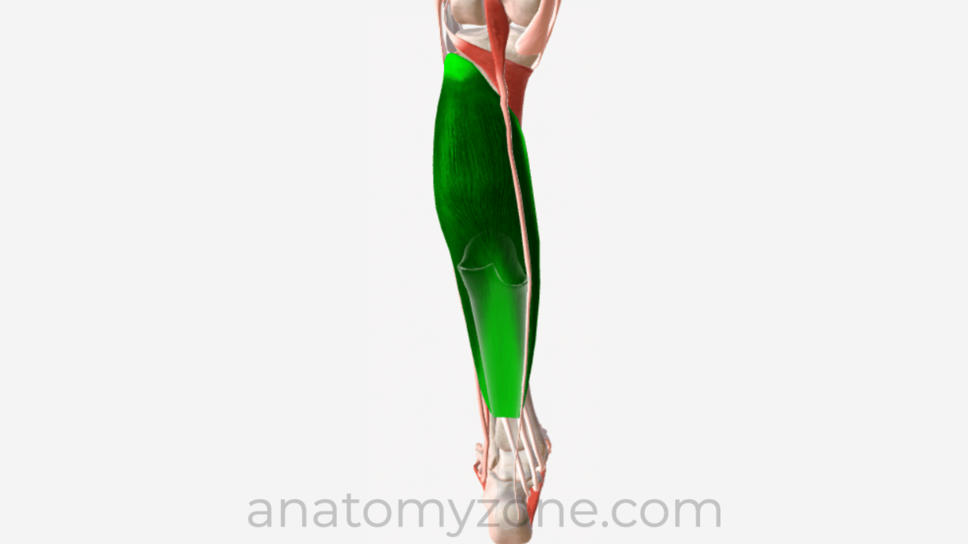 Soleus Origin, Insertion, Action, 3D Model AnatomyZone
