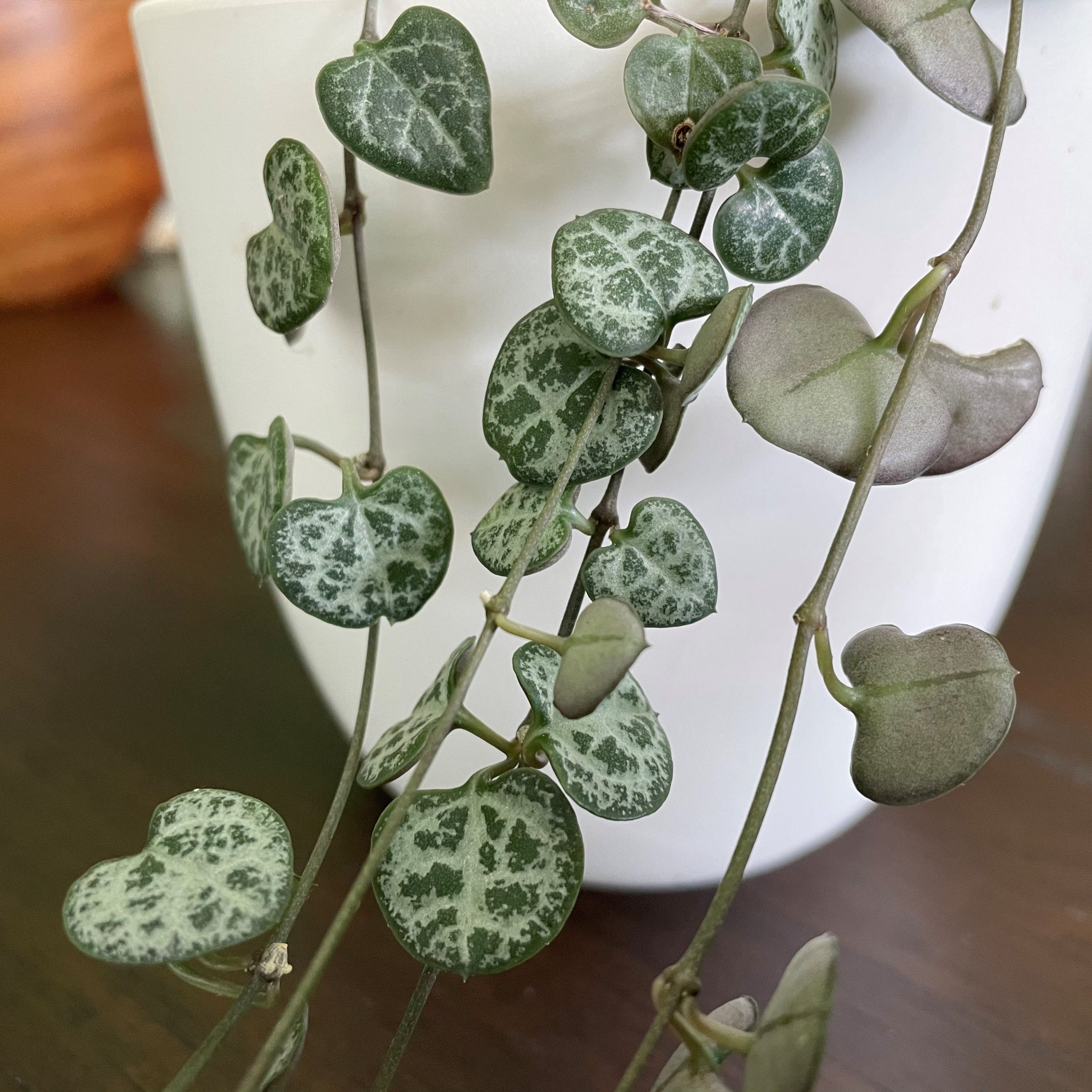 All About the Variety, Care, and History of the String of Hearts Plant