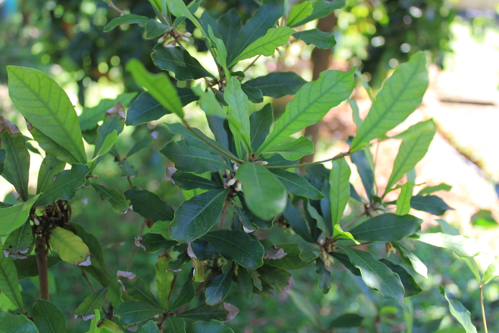 How to Grow a Miracle Berry Tree Indoors A Natural Curiosity