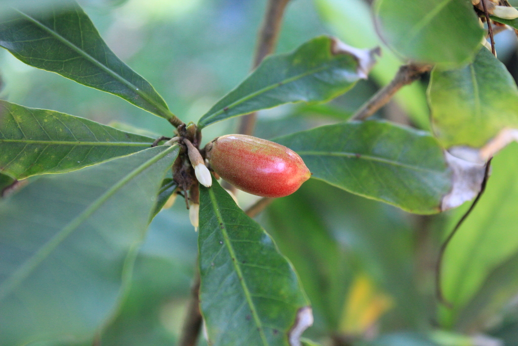 How to Grow a Miracle Berry Tree Indoors A Natural Curiosity