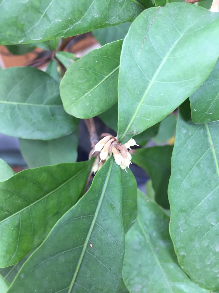 How to Grow a Miracle Berry Tree Indoors A Natural Curiosity