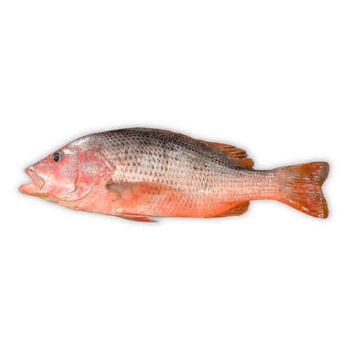 Red Snapper (Heera) » Anbar Fish