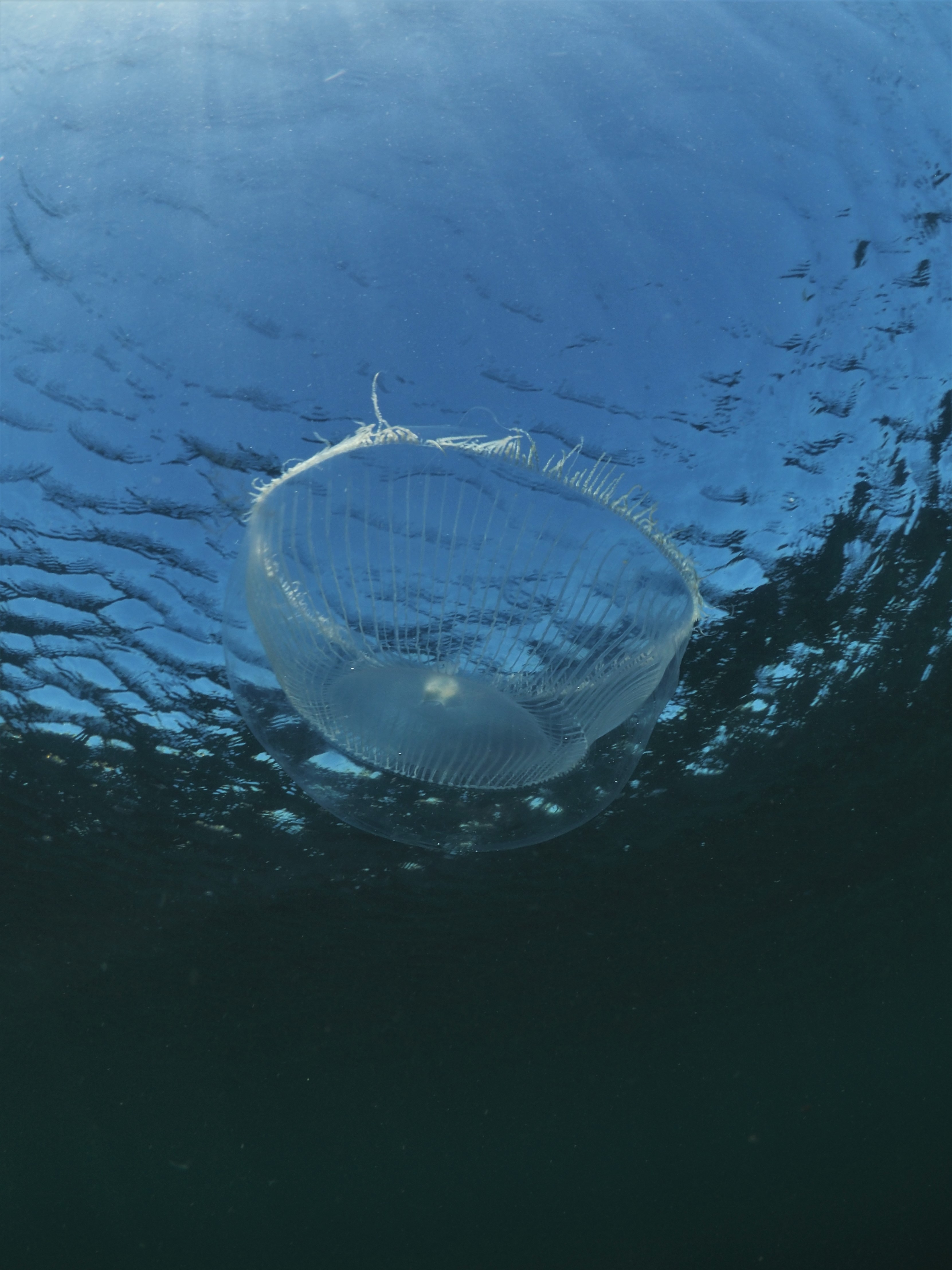 Crystal Jellies An Bollenessor