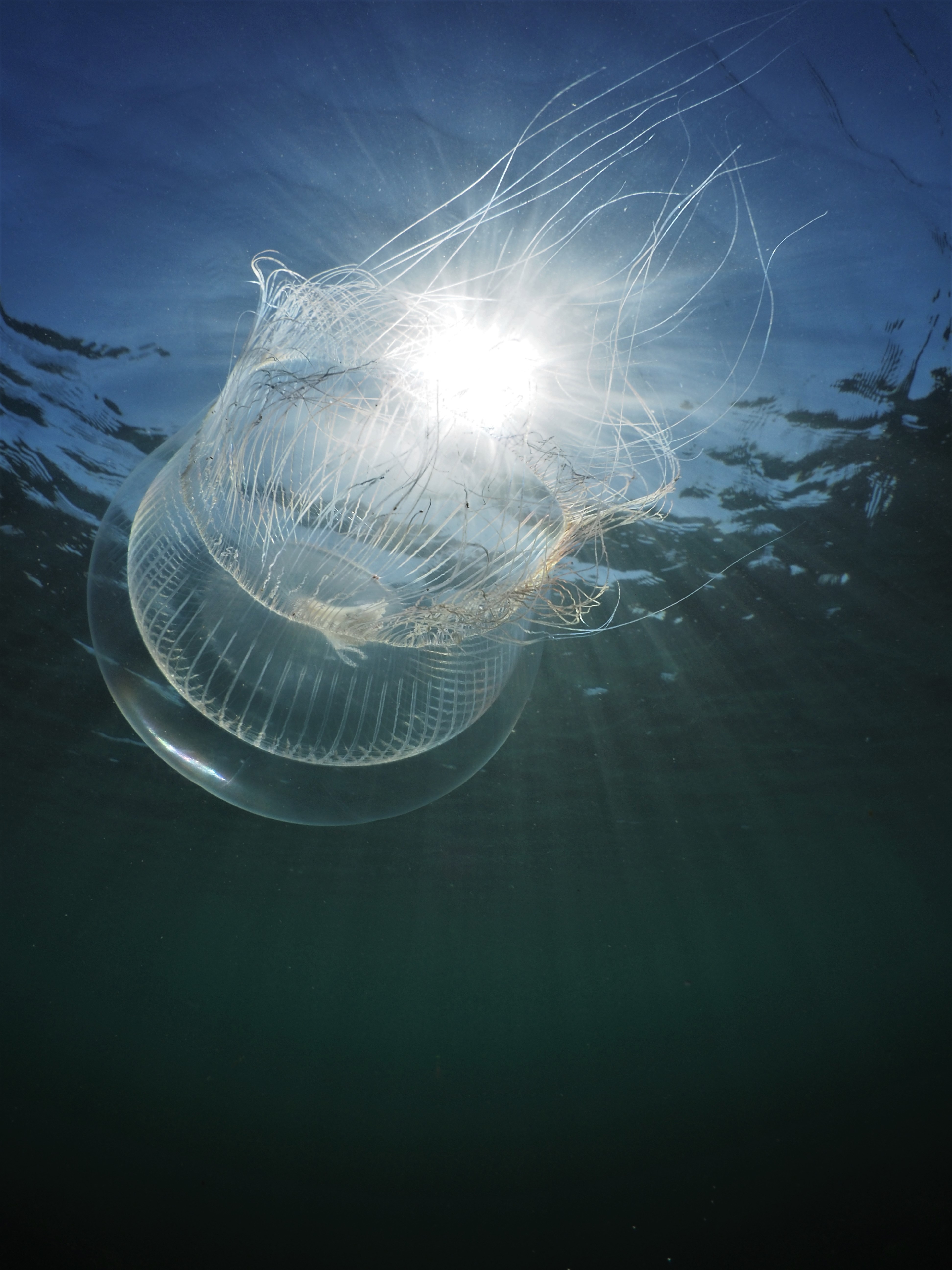 Crystal Jellies An Bollenessor