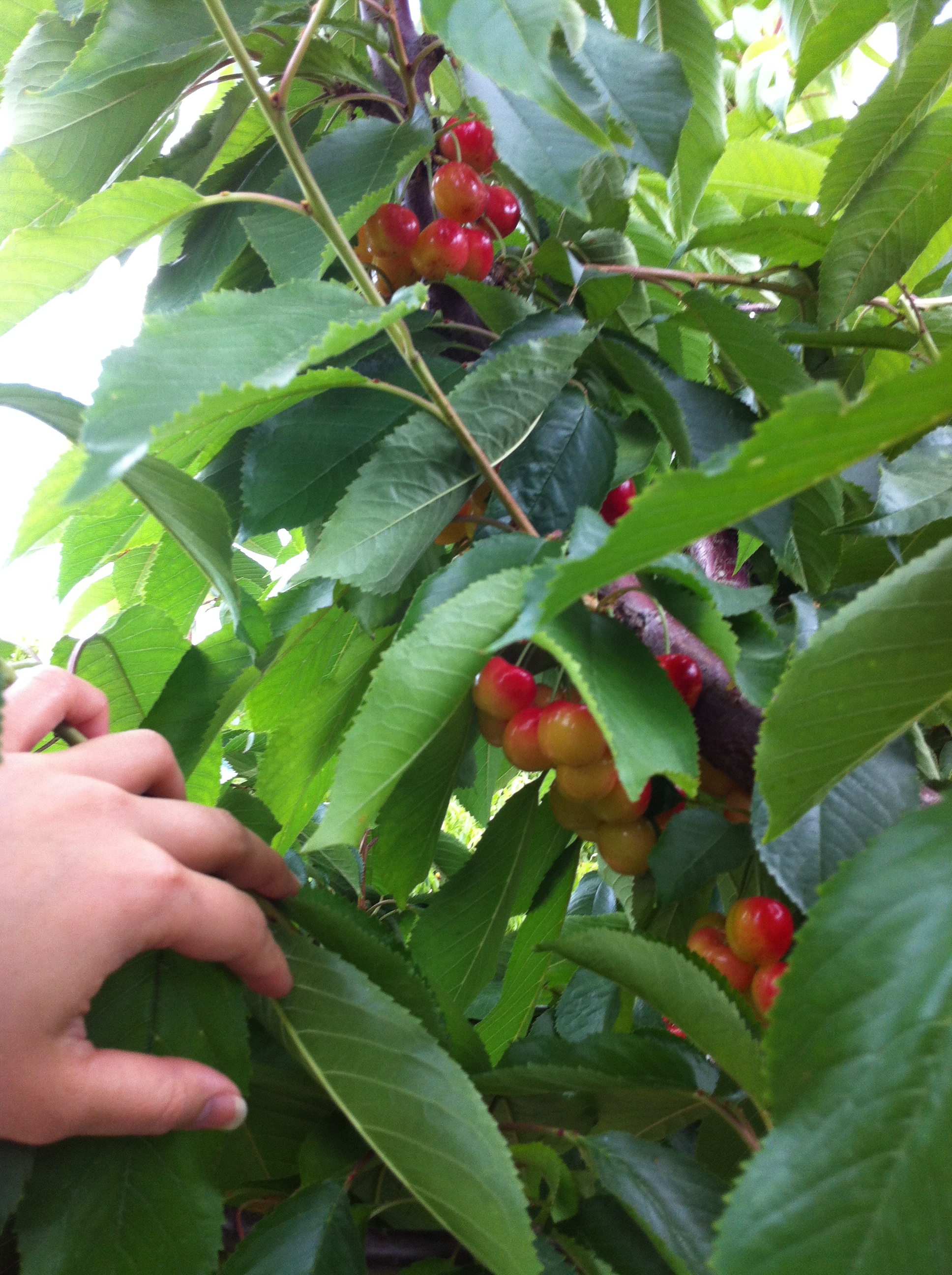 U PICK CHERRY RICHLAND, WASHINGTON ancatchu