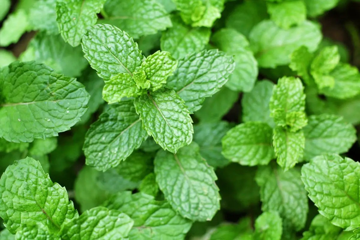 What Does Mint Symbolize Spiritually Unveiling Its Hidden Meanings