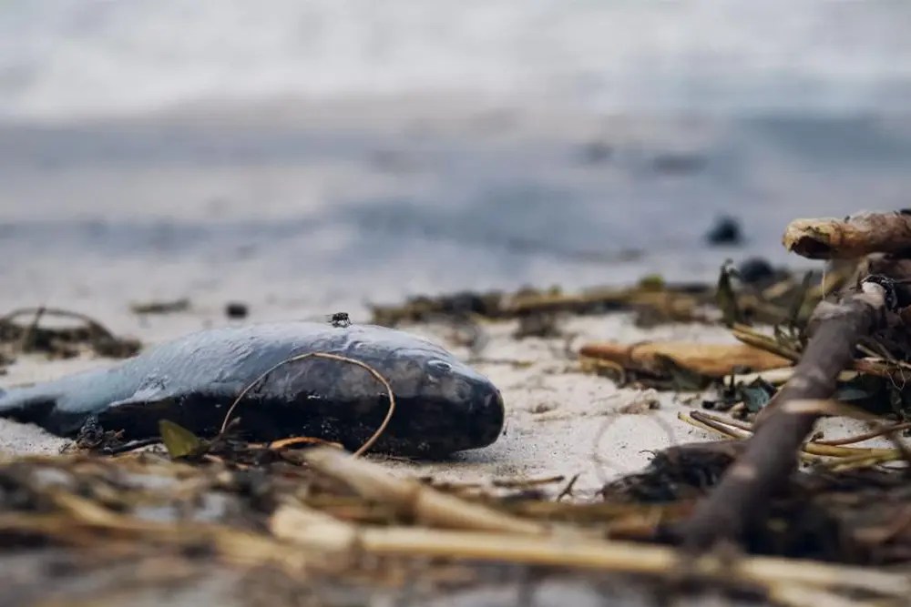 How Does Air Pollution Affect Animals