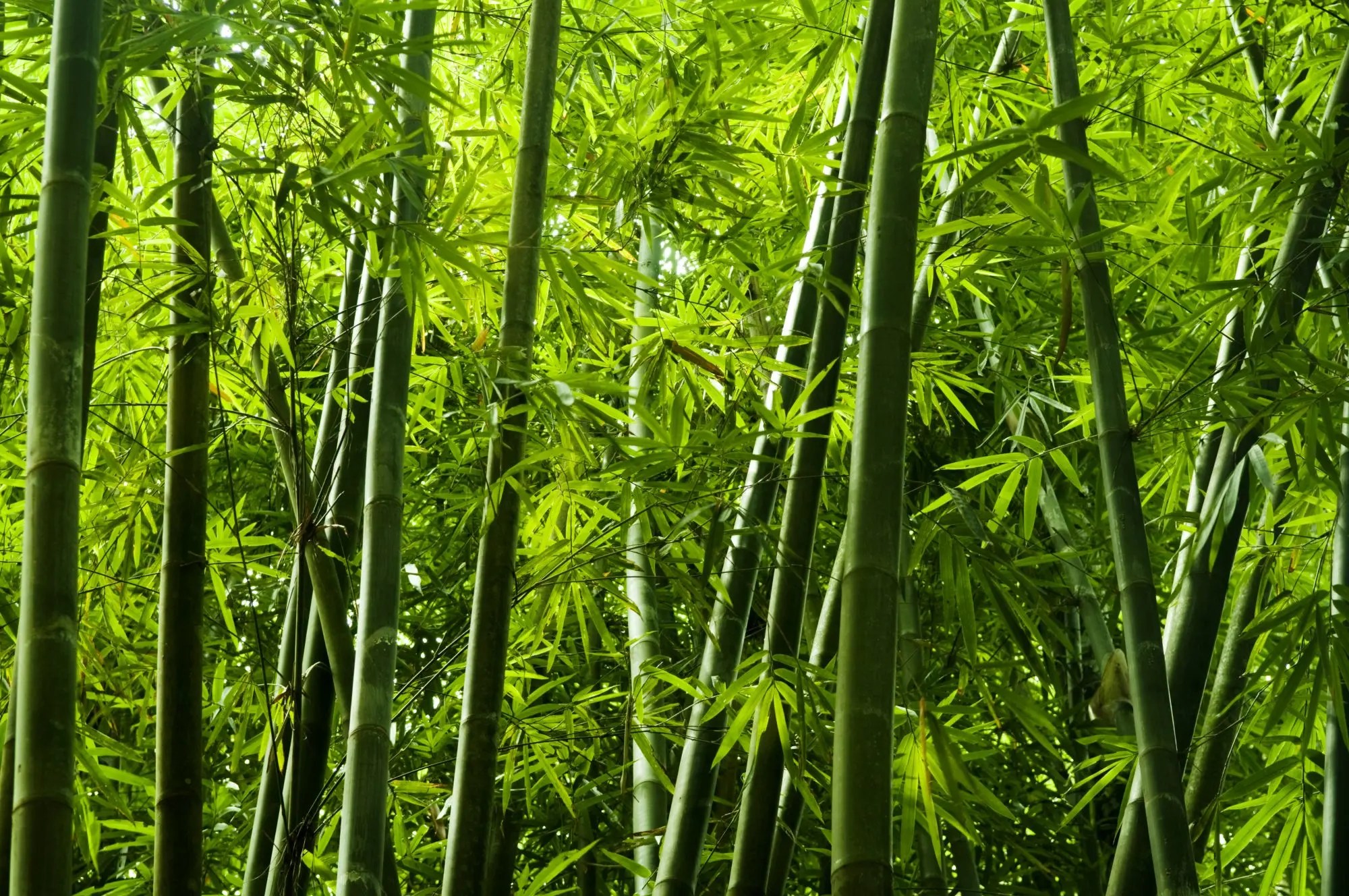 33 Interesting Facts About Bamboo