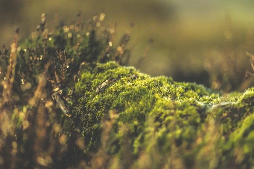 How Does Air Pollution Affect Plants