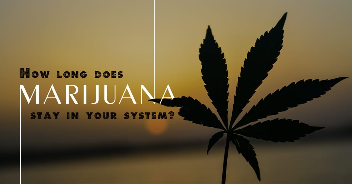 Detection Of Marijuana In Your System Substance Abuse