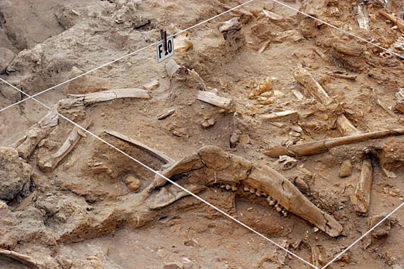 Best Dinosaur Fossils Sites Prehistoric Remains