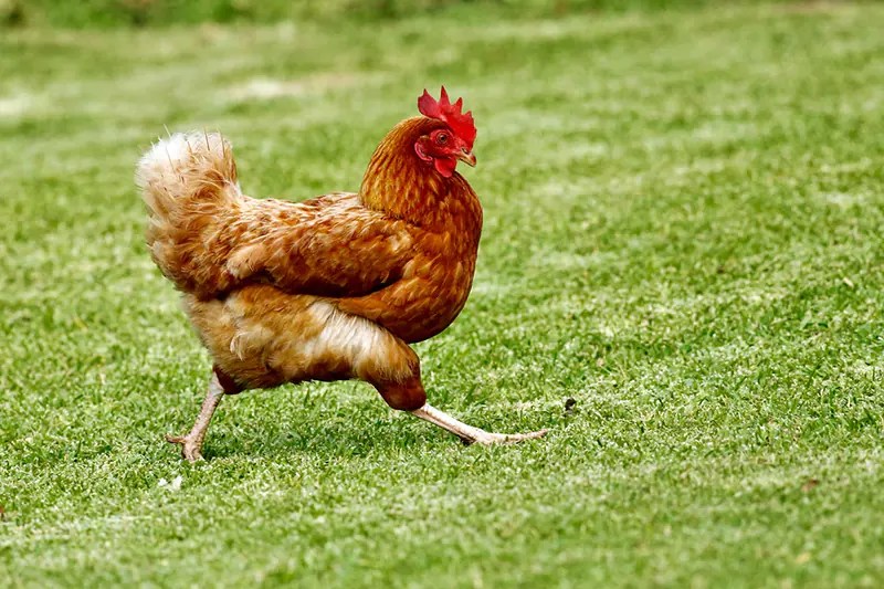 Can Chickens Be Used to Bring Back Dinosaurs?