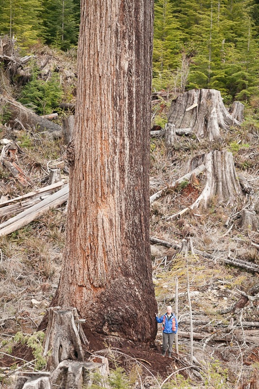 B.C.'s 'Big Lonely Doug' is the secondlargest tree in Canada Ancient