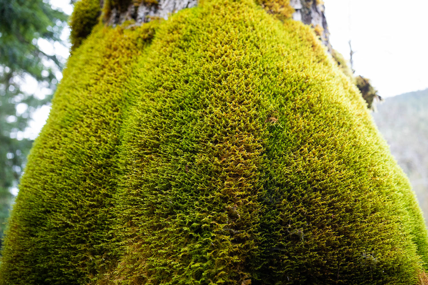 Moss