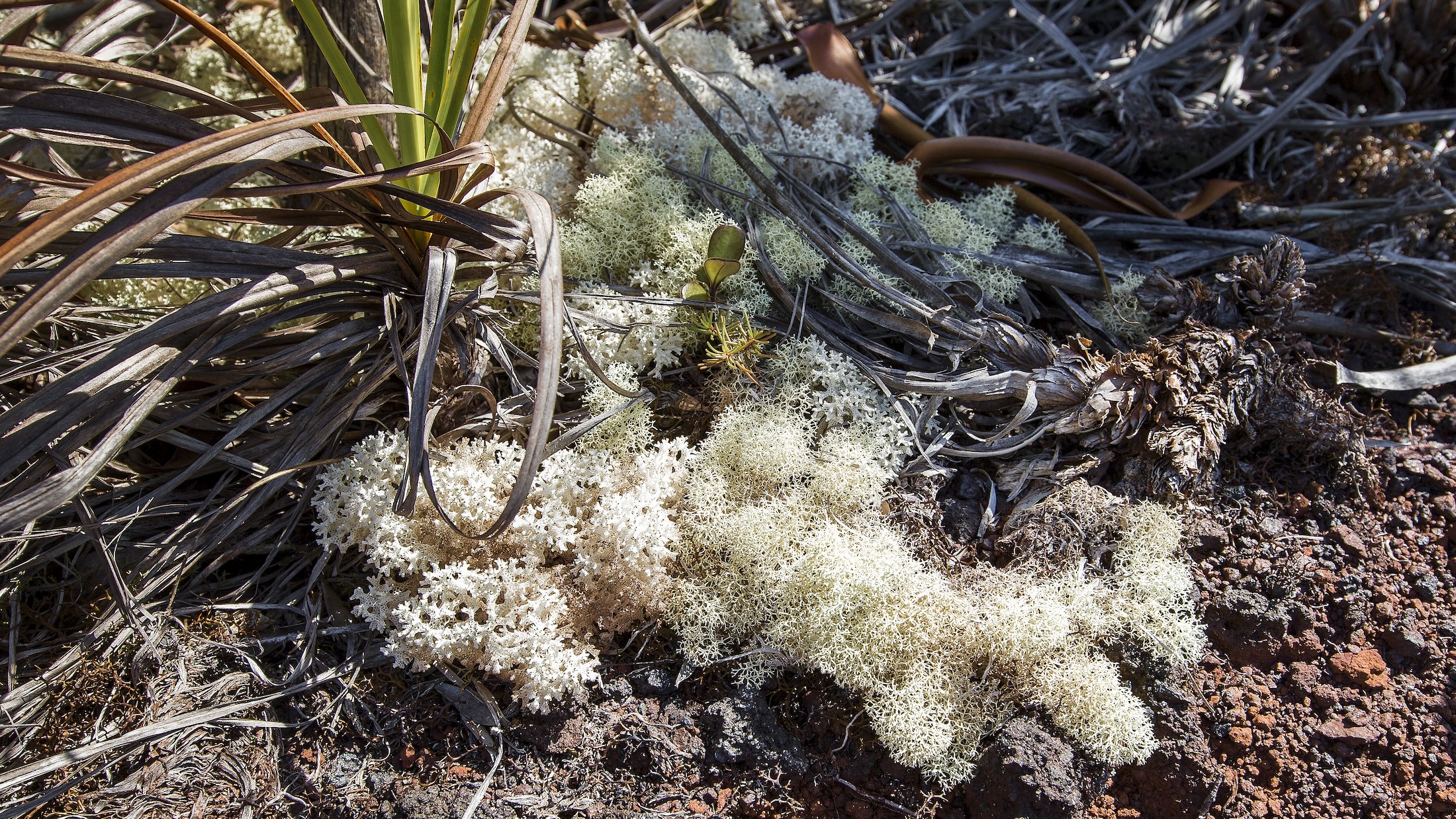 BLUE RIVER PROVINCIAL PARK NEW CALEDONIA