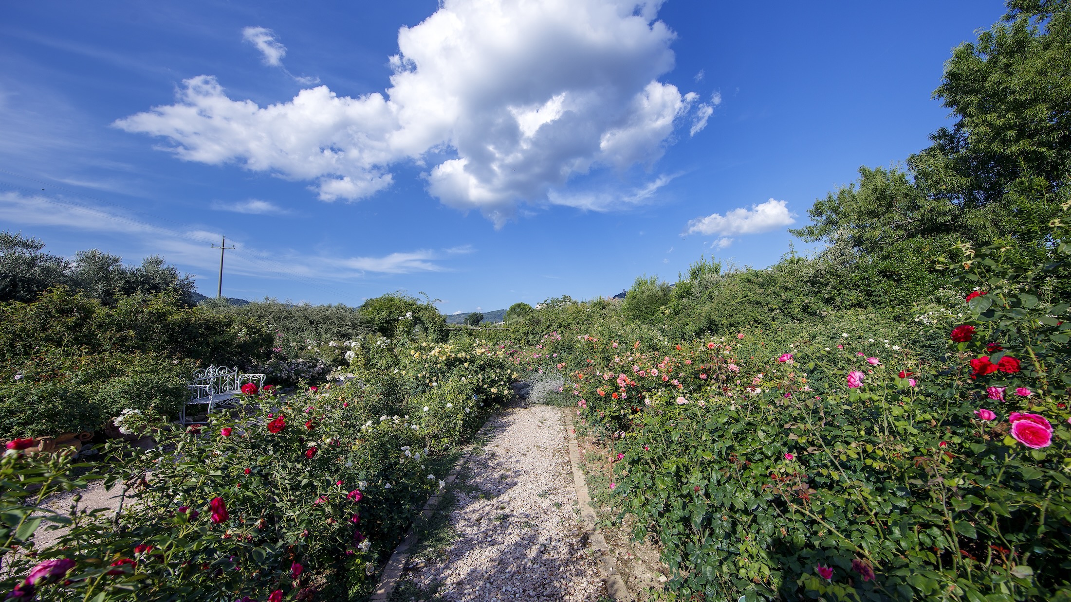 QUANDO FIORIRANNO LE ROSE D. AUSTIN'S ROSE GARDEN