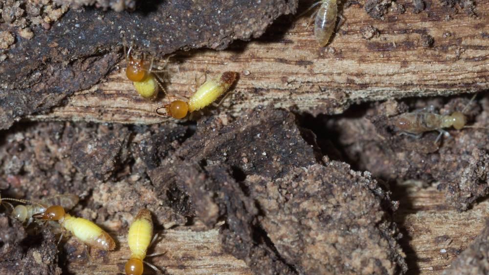 La búsqueda de alimento en las termitas subterráneas Andasur Control