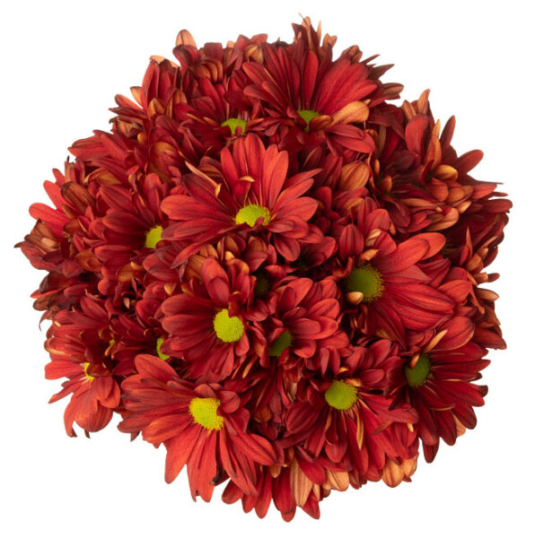 All Chrysanthemums Spray Andean Fields International