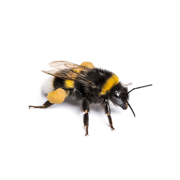 √ Can Bumble Bees Sting Multiple Times / Do Bumble Bees Sting And What