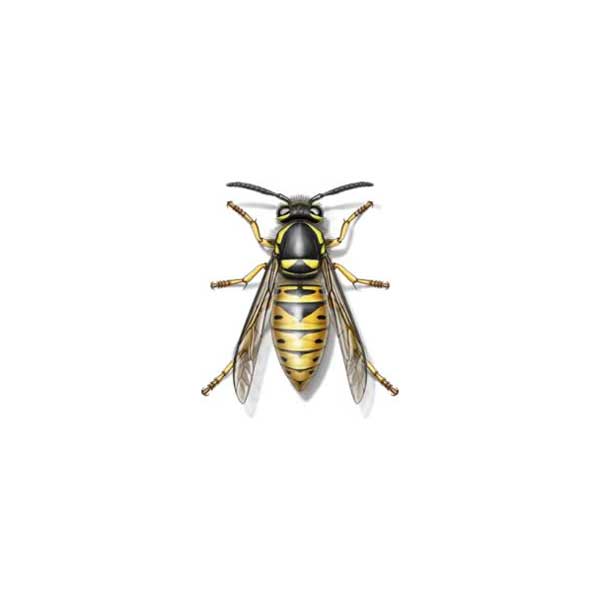 Yellow Jacket Identification & Life Cycles Anderson Pest
