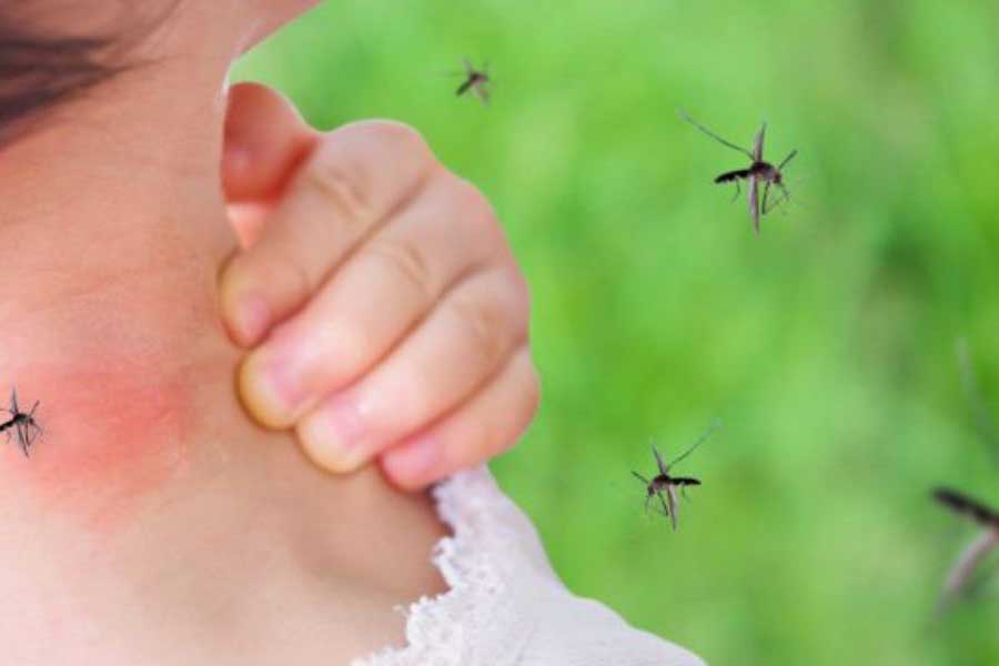 Mosquito Identification How to Identify Mosquitoes in Illinois and