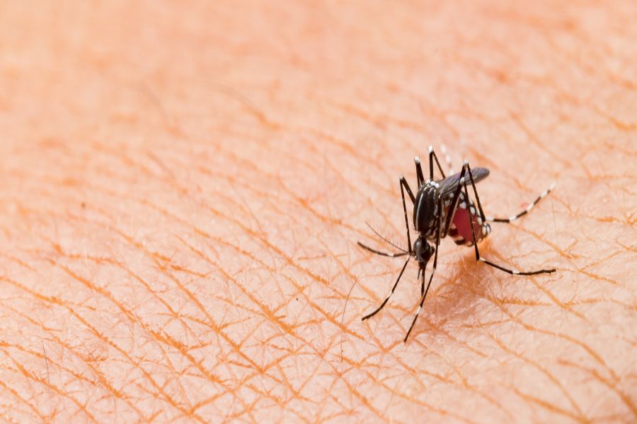 Do Mosquitoes Bite? Information on Mosquito Bites in Illinois and Indiana