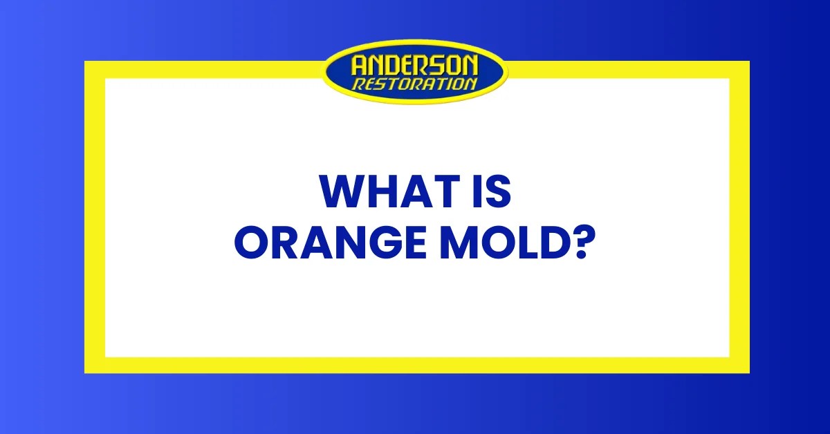 What Is Orange Mold? Discover The Mold Facts