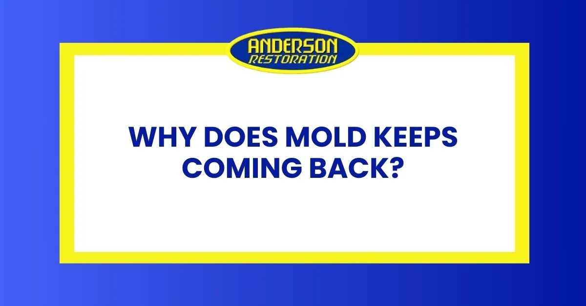 Why Does Mold Keeps Coming Back? EXPLAINED!