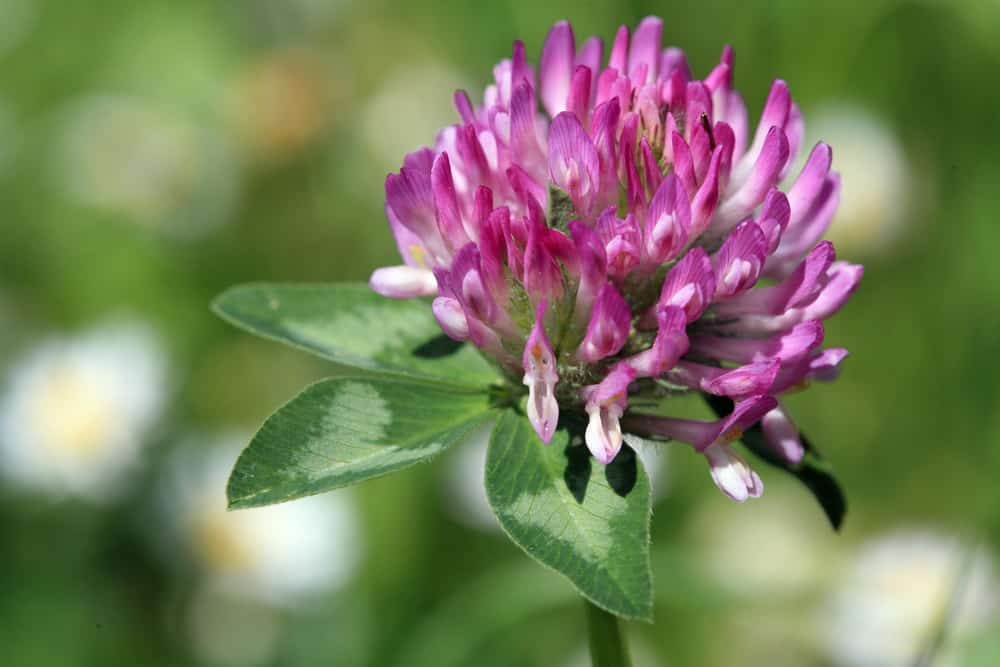 Frost seeding clover The Andersons