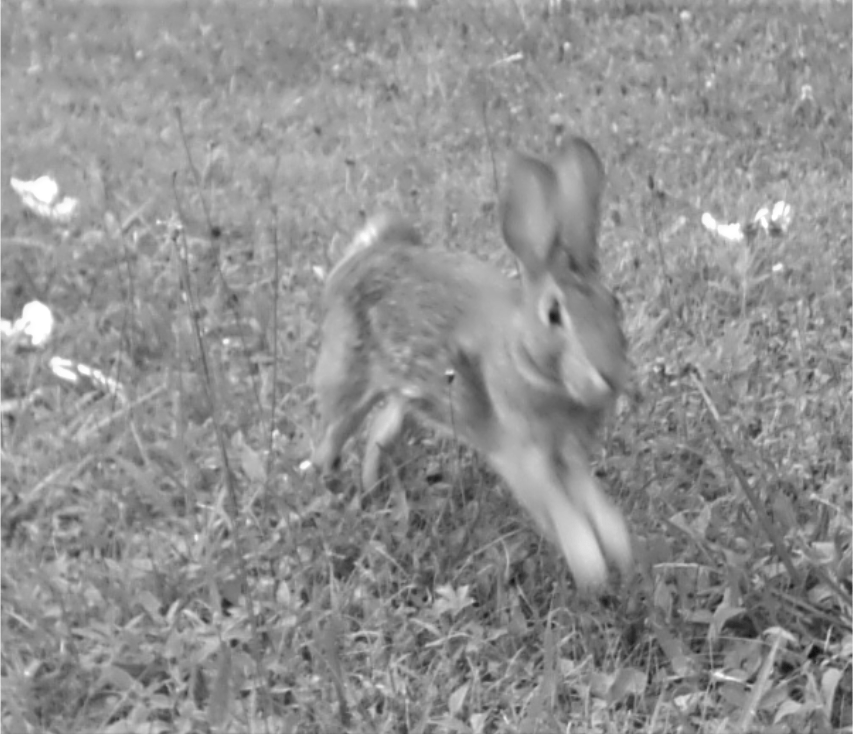 FIELD NOTES LEAF ME BE — April 2021