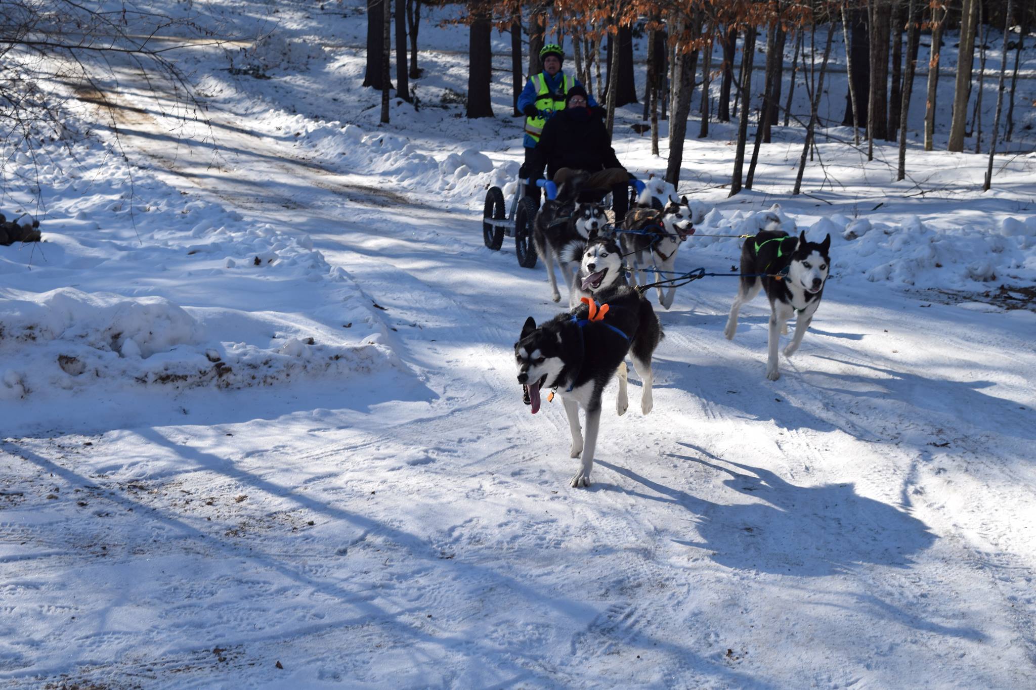Ragged Mountain Mushing It’s All About the Dogs The Andover Beacon