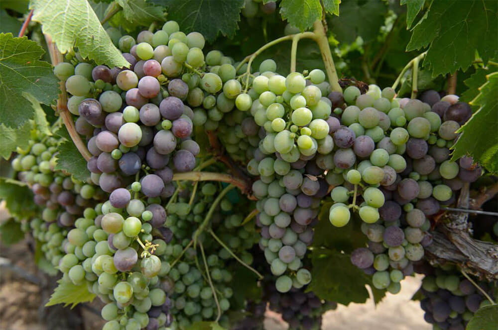 Andover Estate Wines Estate grown and certified sustainable, our