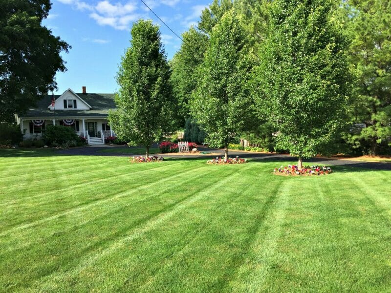 5 Tips for Green Grass Andrea Dekker