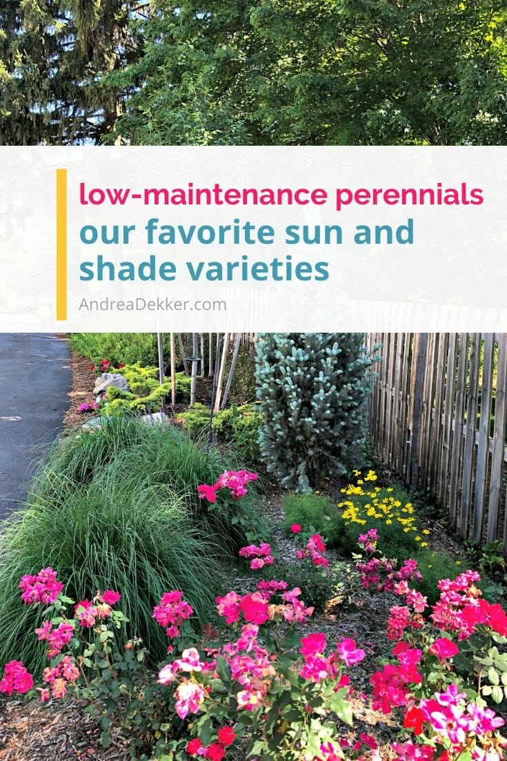 LowMaintenance Perennials for Sun and Shade Andrea Dekker
